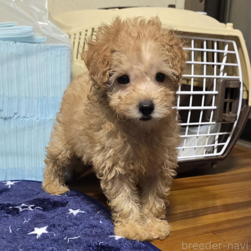販売中の岡山県のトイプードル-422174の1枚目