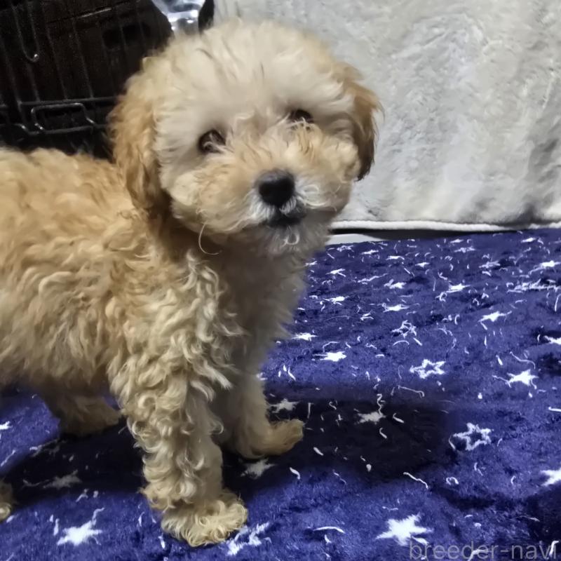 販売中の岡山県のトイプードル-422177の1枚目