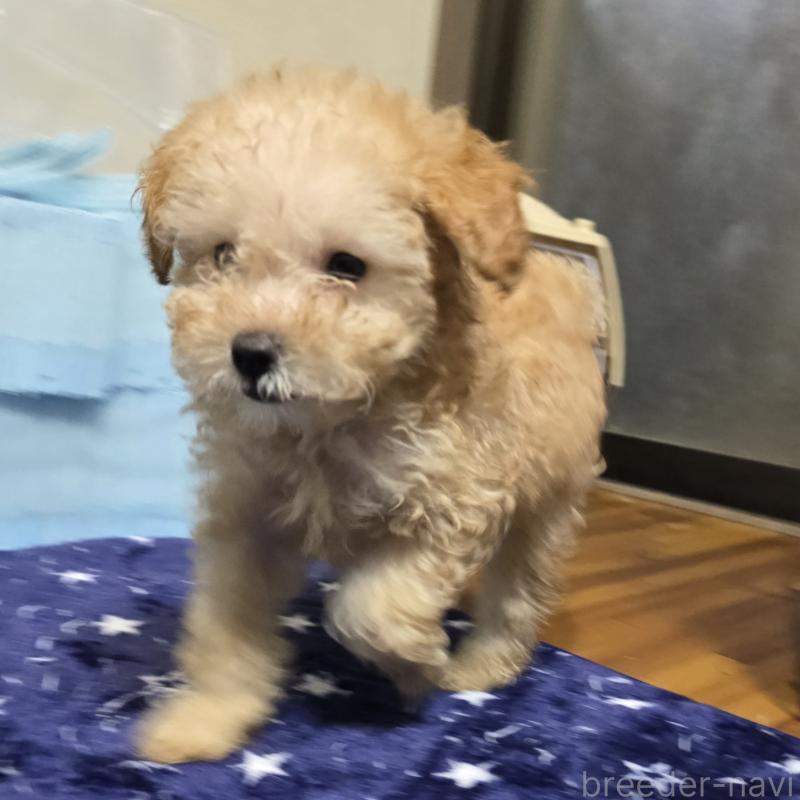 販売中の岡山県のトイプードル-422177の2枚目