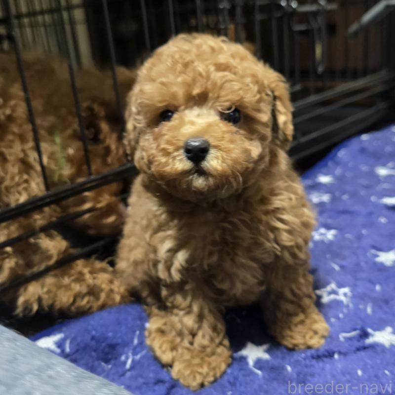 商談中の岡山県のトイプードル-425743