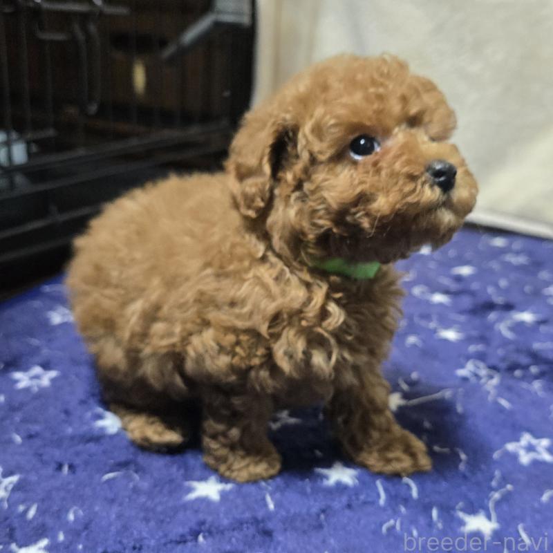 商談中の岡山県のトイプードル-425743の2枚目