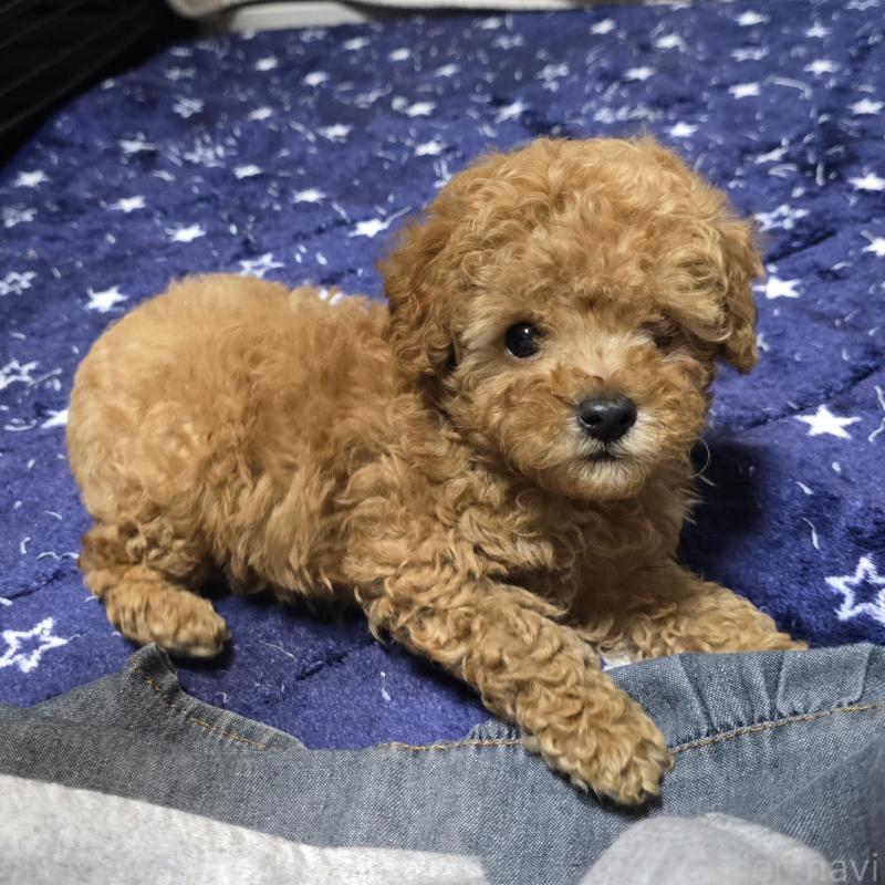 販売中の岡山県のトイプードル-425744の9枚目