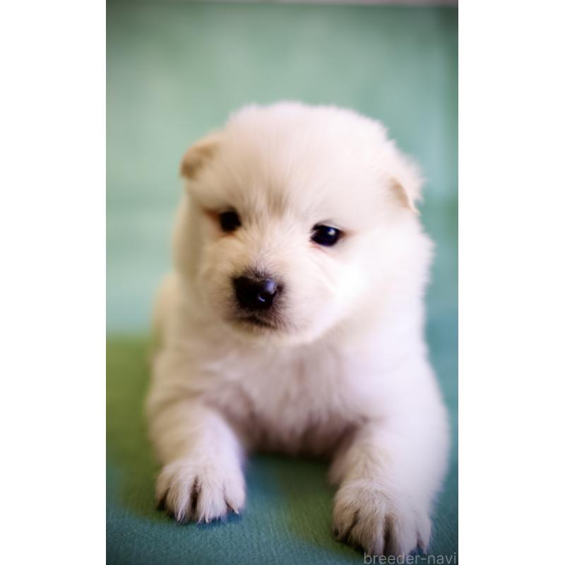 販売中の埼玉県のサモエド-428902