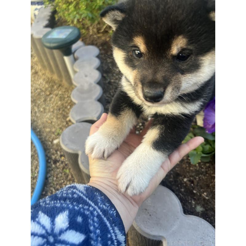 販売中の奈良県の豆柴-431323の15枚目