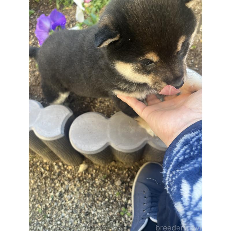 販売中の奈良県の豆柴-431323の14枚目