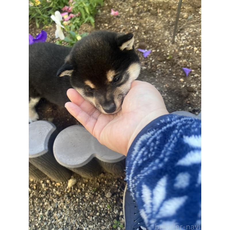 販売中の奈良県の豆柴-431323の13枚目