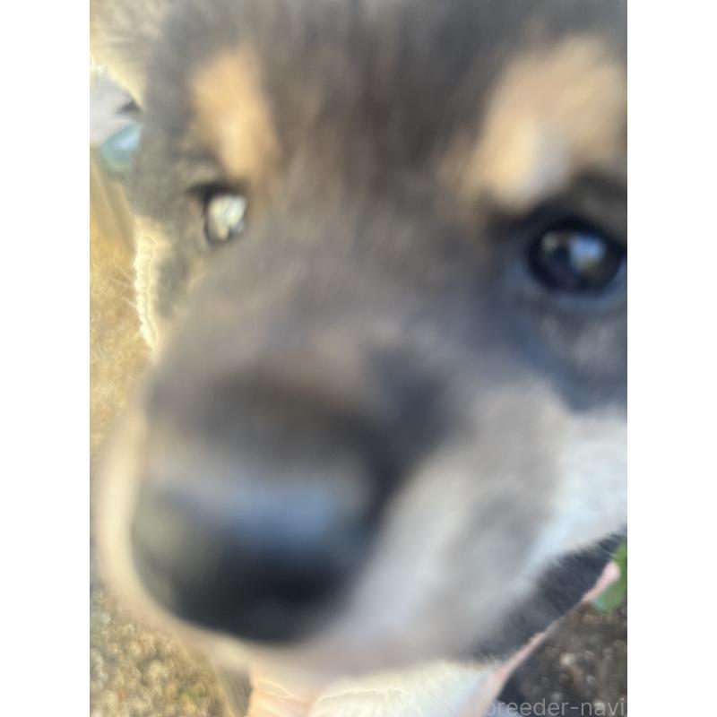 販売中の奈良県の豆柴-431323の12枚目