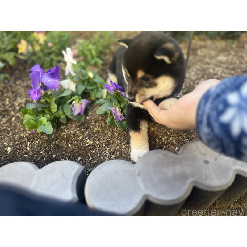 販売中の奈良県の豆柴-431323の11枚目