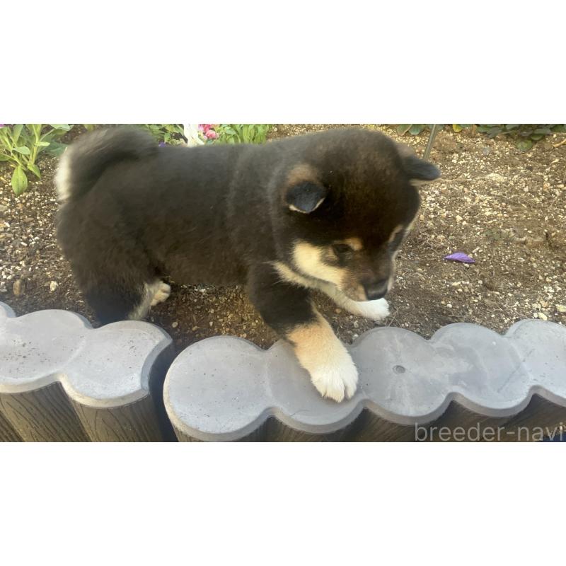 販売中の奈良県の豆柴-431323の10枚目