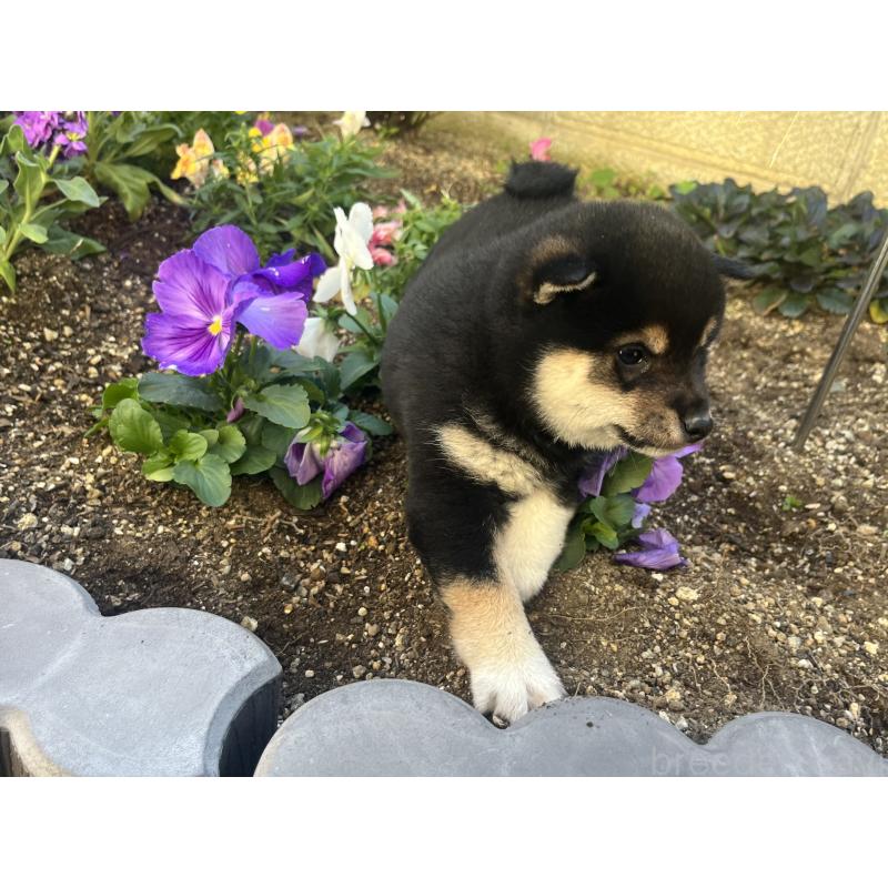 販売中の奈良県の豆柴-431323の9枚目