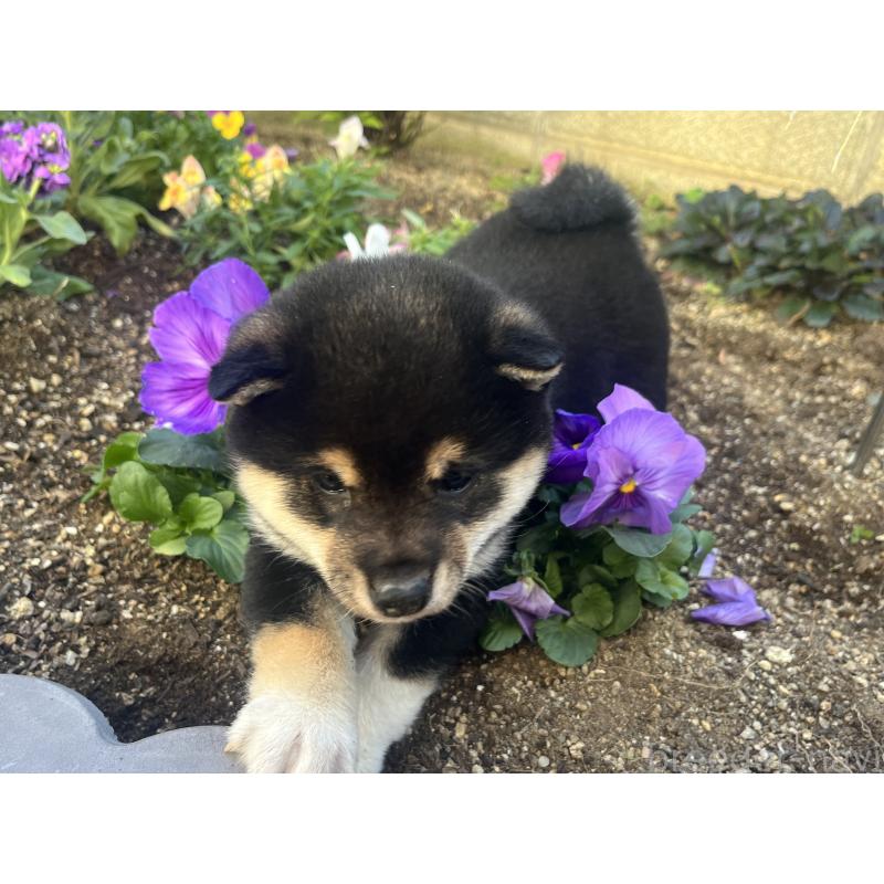 販売中の奈良県の豆柴-431323の8枚目