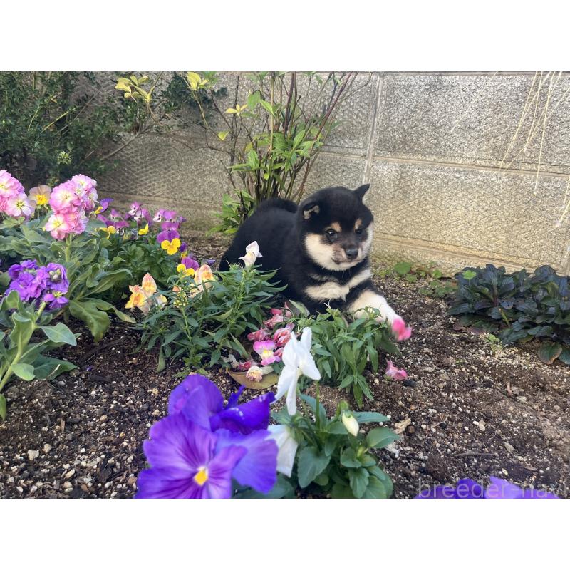 販売中の奈良県の豆柴-431323の7枚目