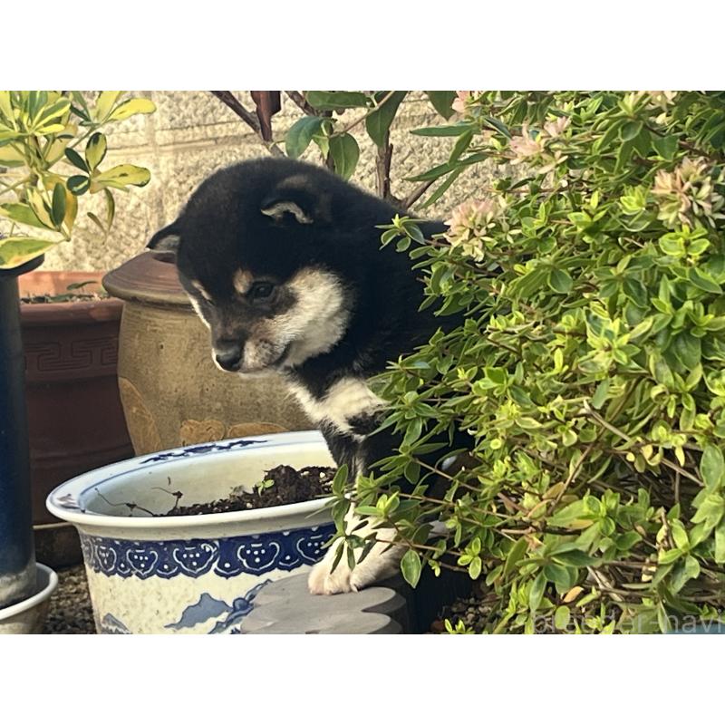 販売中の奈良県の豆柴-431323の6枚目