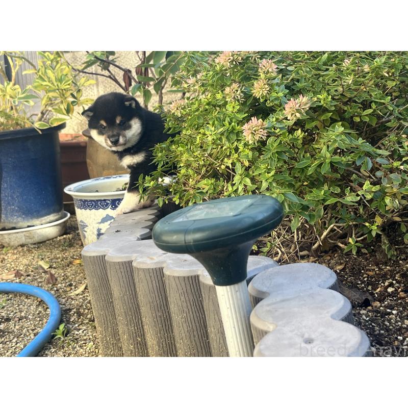 販売中の奈良県の豆柴-431323の5枚目