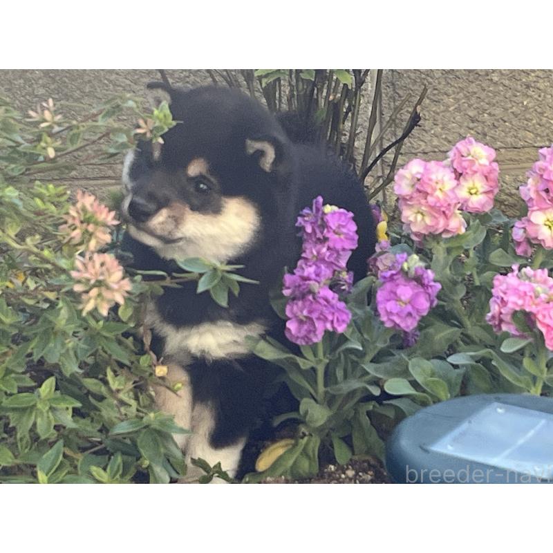 販売中の奈良県の豆柴-431323の4枚目