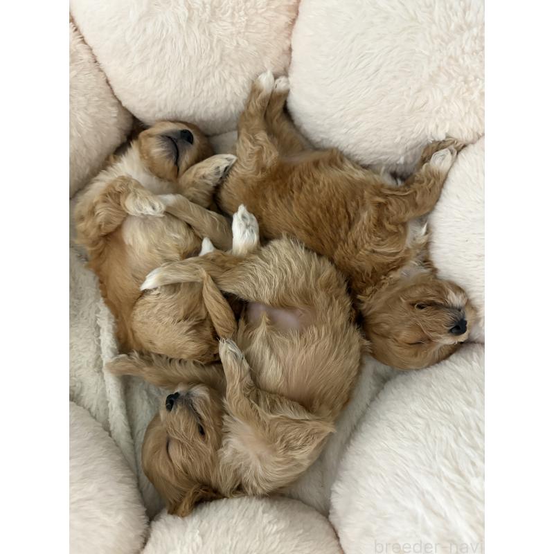 販売中の熊本県のミックス犬-425308の4枚目