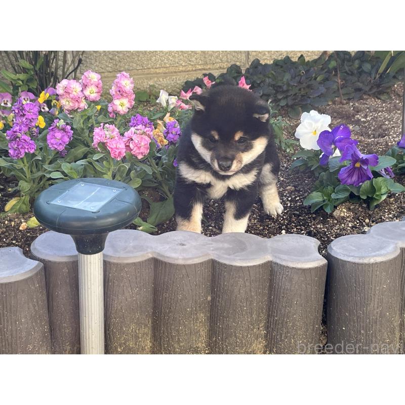 販売中の奈良県の豆柴-431323の3枚目