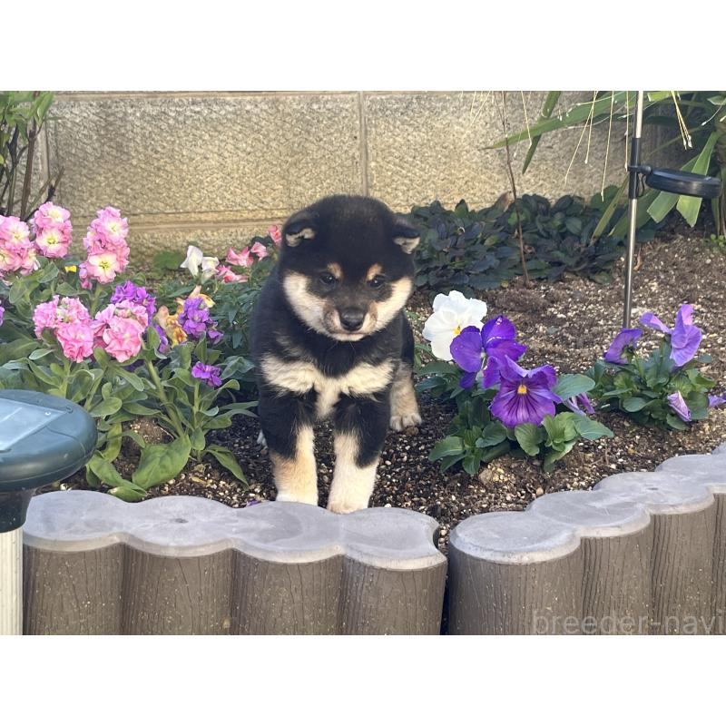 販売中の奈良県の豆柴-431323の2枚目