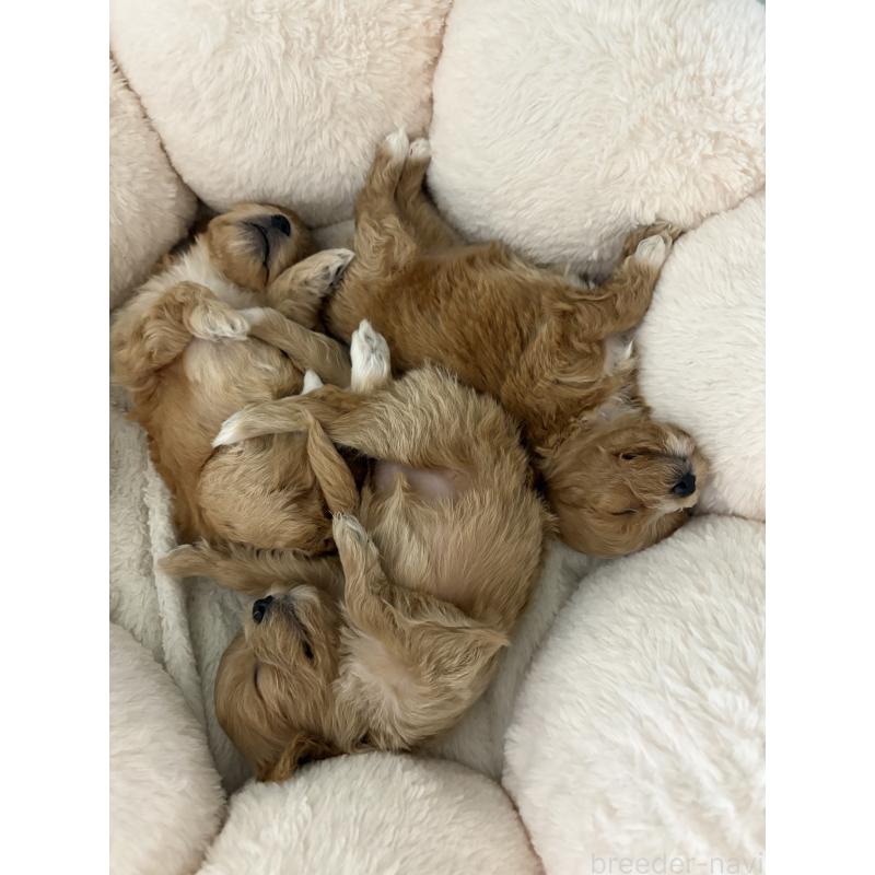 販売中の熊本県のミックス犬-425307の4枚目