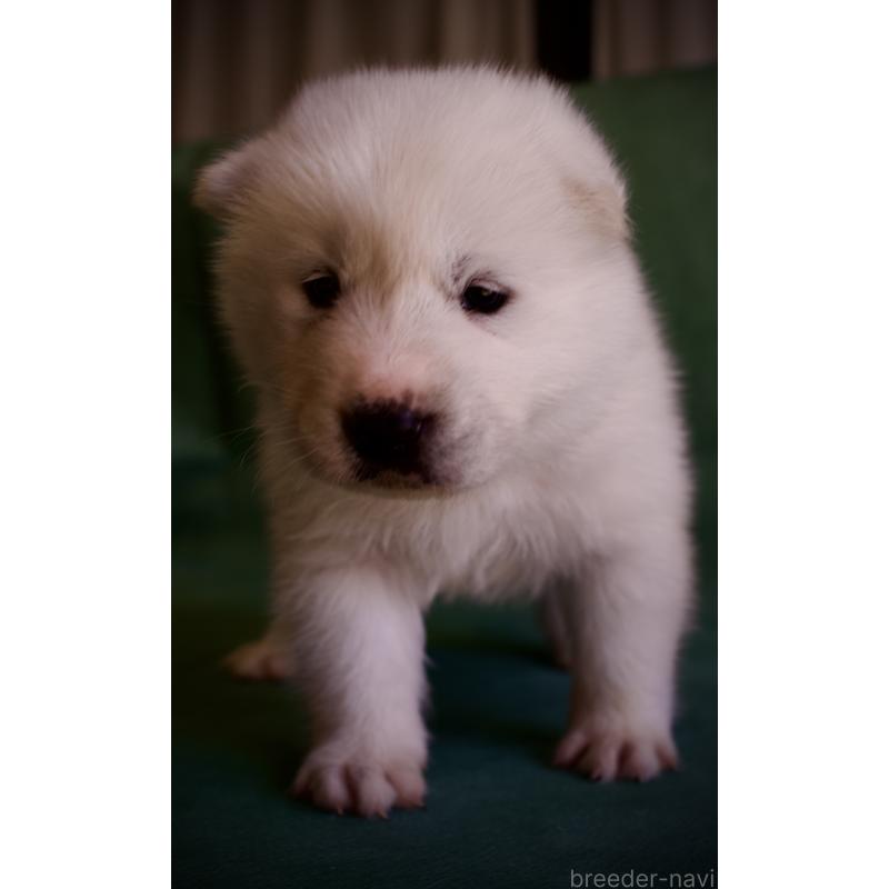 販売中の埼玉県のサモエド-430021