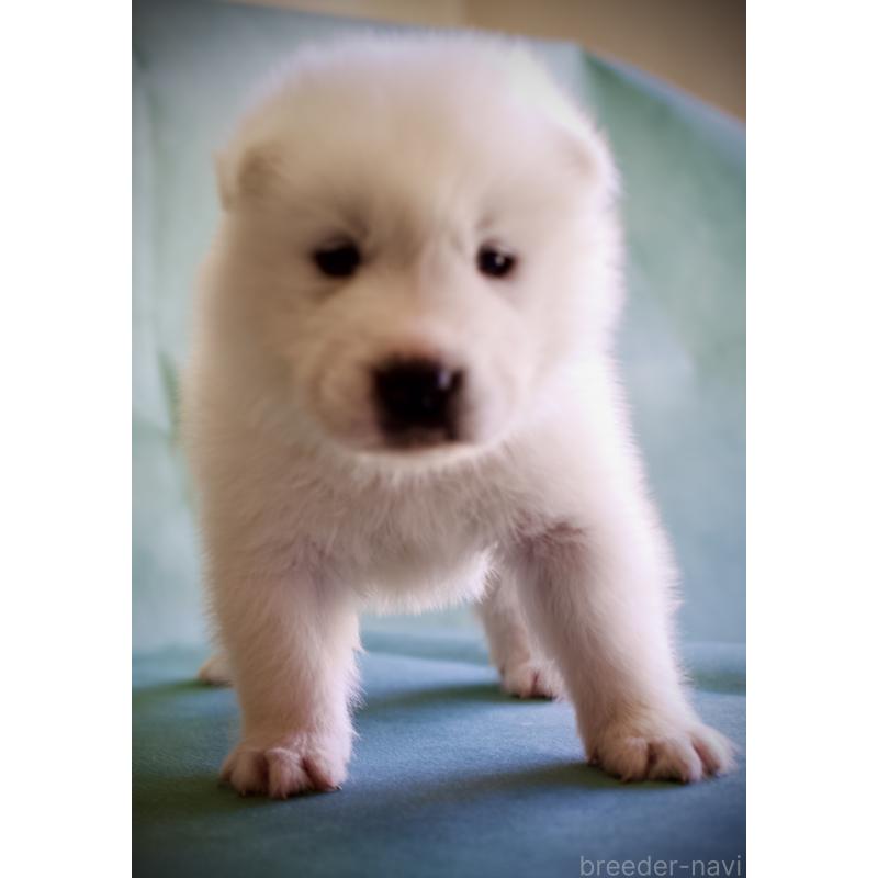 販売中の埼玉県のサモエド-430021