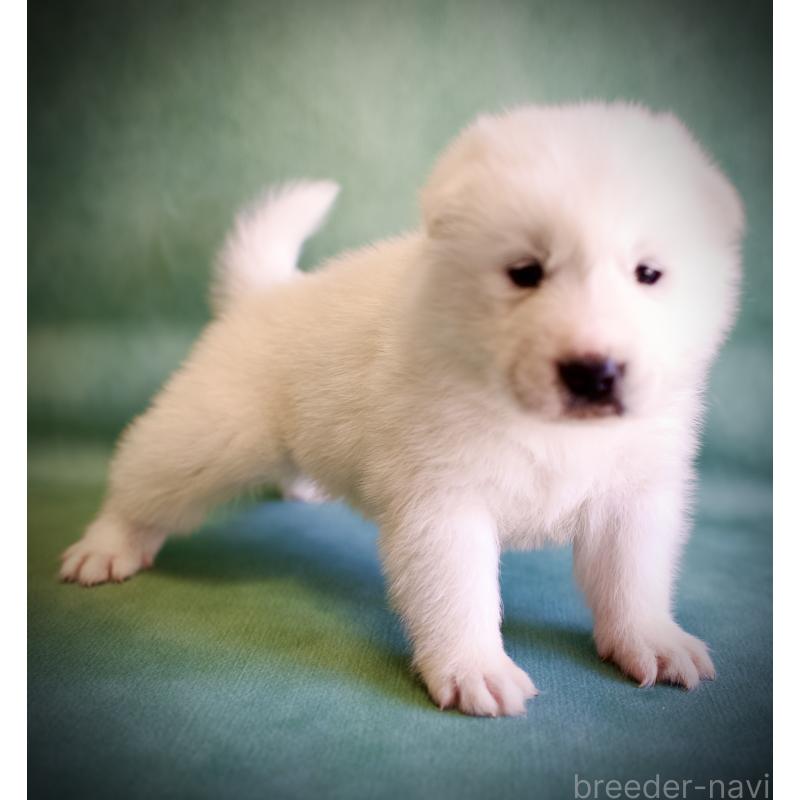 販売中の埼玉県のサモエド-430024