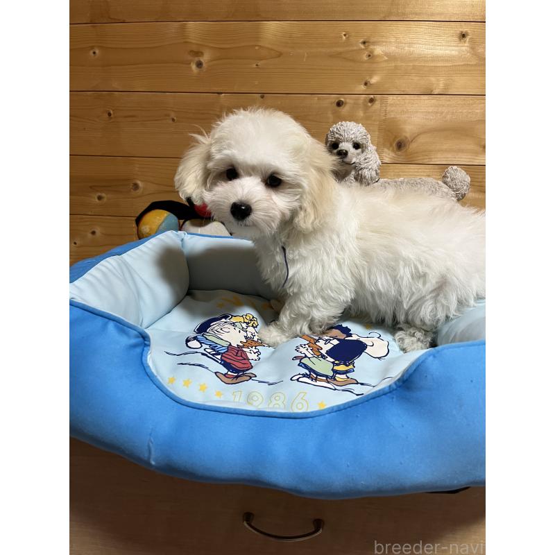 販売中の埼玉県のミックス犬-422344の3枚目