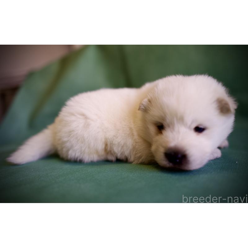 販売中の埼玉県のサモエド-431324の6枚目