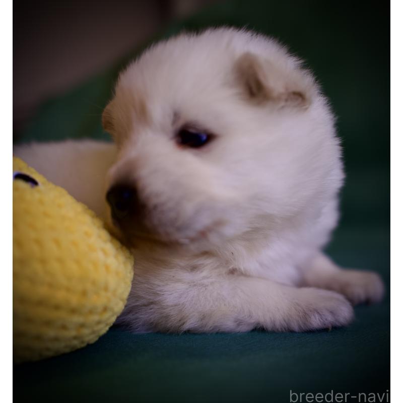 販売中の埼玉県のサモエド-431324の5枚目