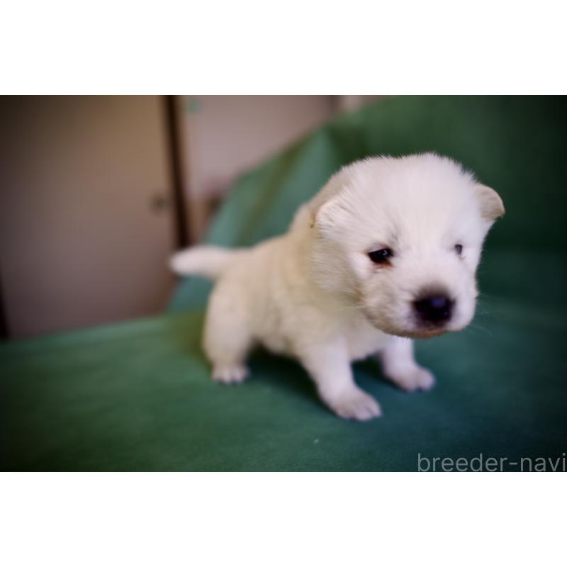 販売中の埼玉県のサモエド-431324の4枚目