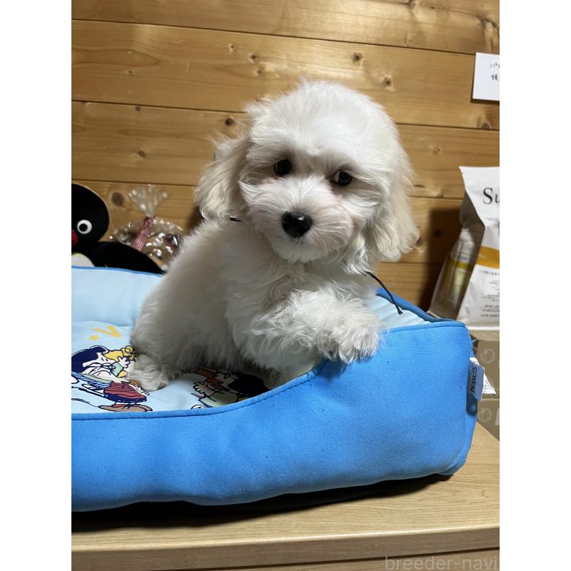 販売中の埼玉県のミックス犬-422344の2枚目