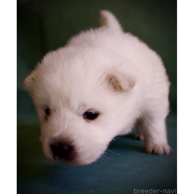 販売中の埼玉県のサモエド-431324の3枚目