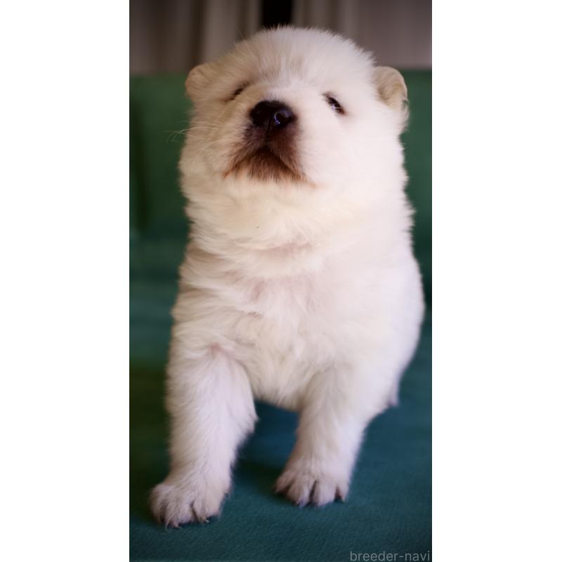 販売中の埼玉県のサモエド-431324の2枚目