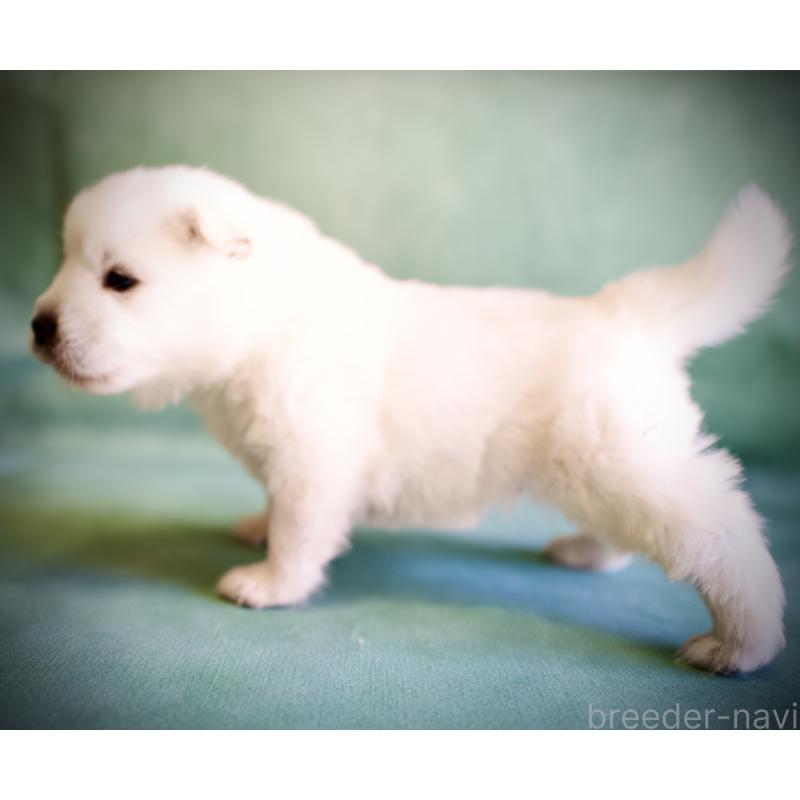 販売中の埼玉県のサモエド-431324の1枚目