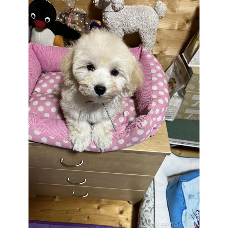 販売中の埼玉県のミックス犬-422338の3枚目