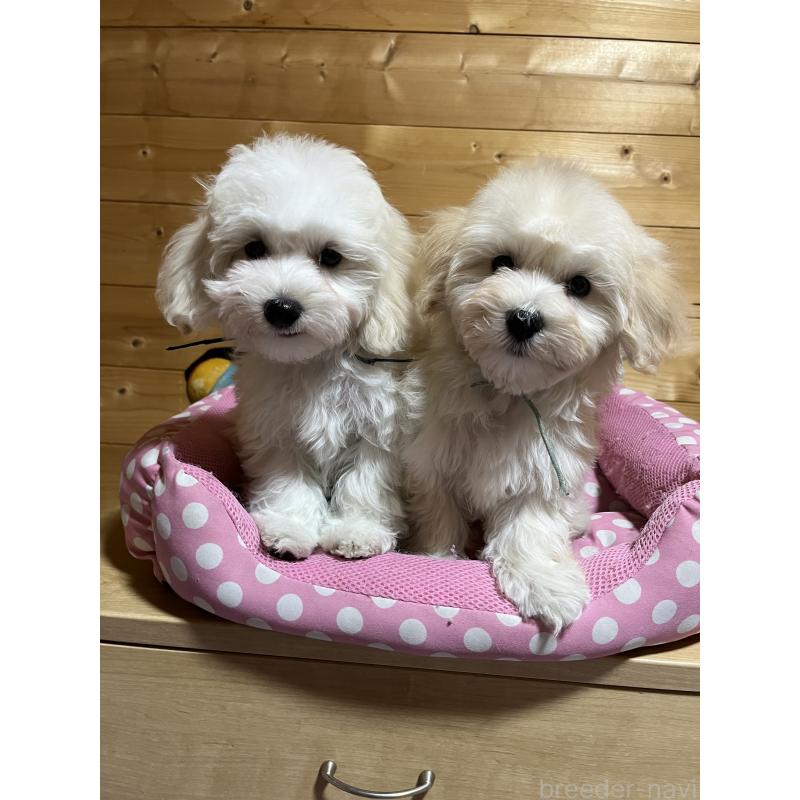 販売中の埼玉県のミックス犬-422338の2枚目