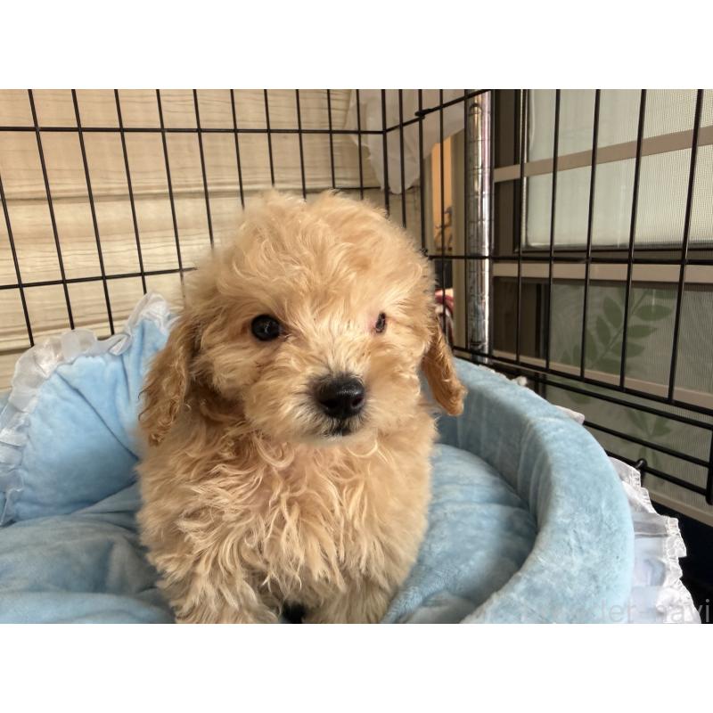 販売中の埼玉県のタイニープードル-425158の4枚目