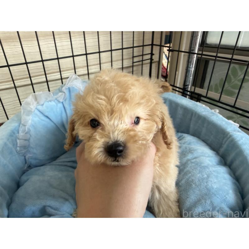 販売中の埼玉県のタイニープードル-425158の3枚目