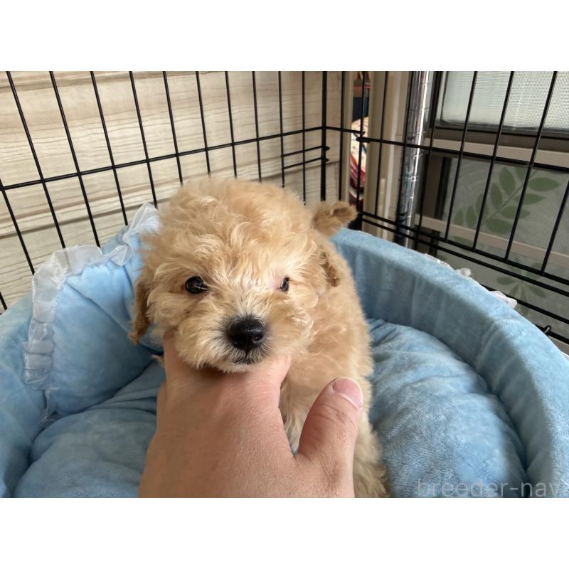 販売中の埼玉県のタイニープードル-425158の2枚目