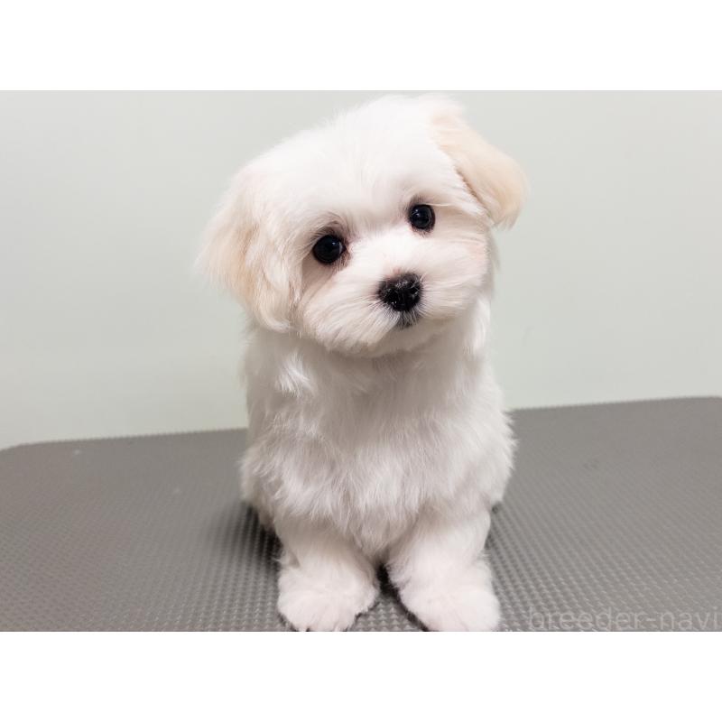 販売中の神奈川県のマルチーズ-420175の9枚目