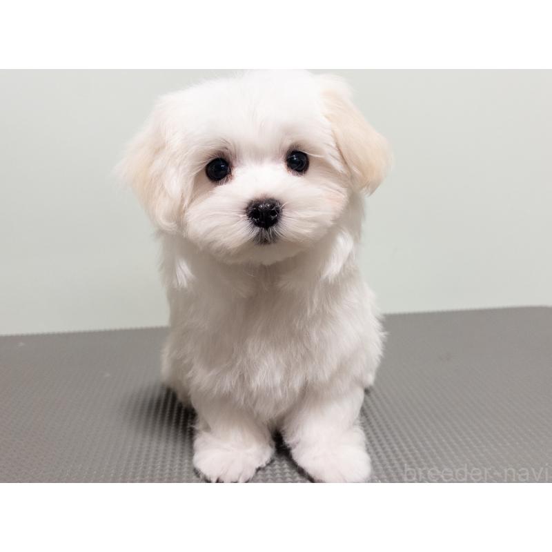 販売中の神奈川県のマルチーズ-420175の8枚目