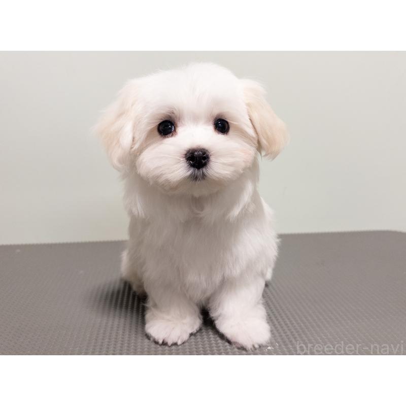 販売中の神奈川県のマルチーズ-420175の7枚目