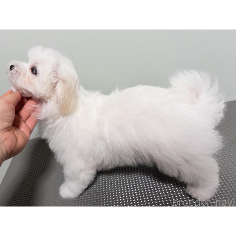 販売中の神奈川県のマルチーズ-420175の6枚目