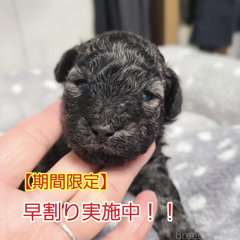 販売中の和歌山県のトイプードル-431325の1枚目