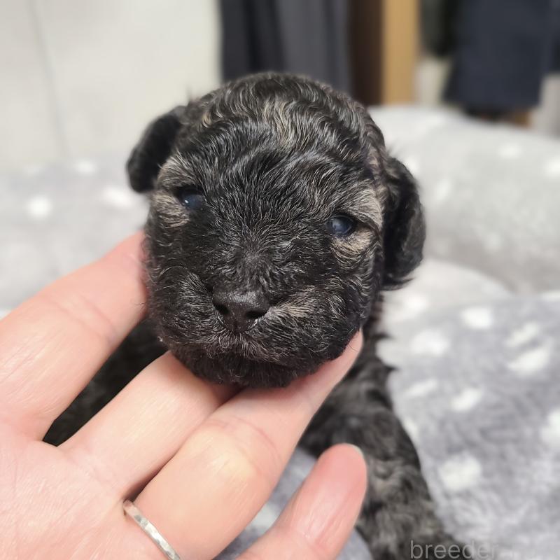 販売中の和歌山県のトイプードル-431325の13枚目