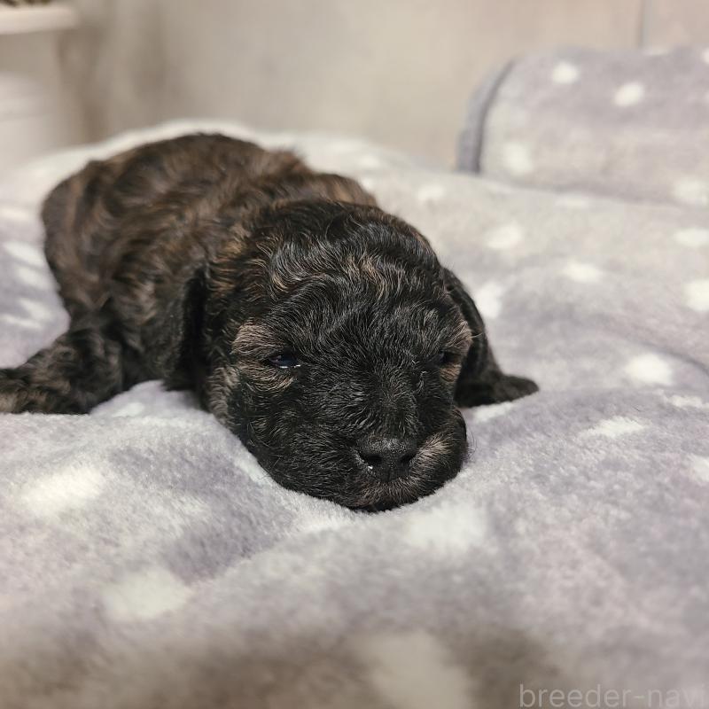 販売中の和歌山県のトイプードル-431325の12枚目