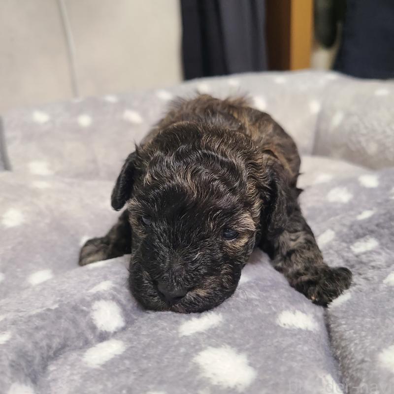 販売中の和歌山県のトイプードル-431325の11枚目