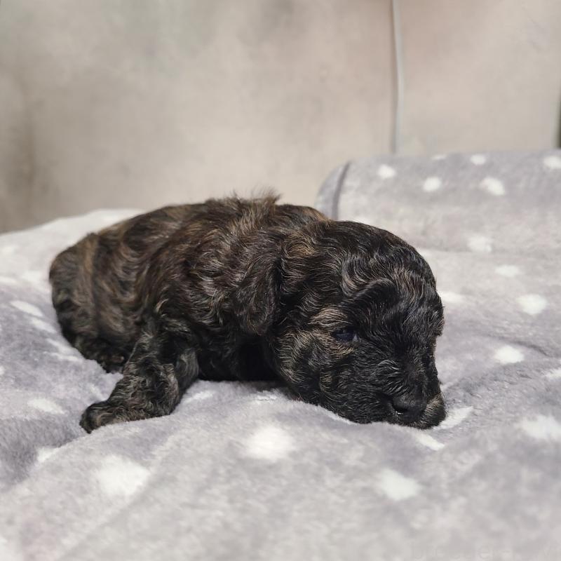 販売中の和歌山県のトイプードル-431325の10枚目