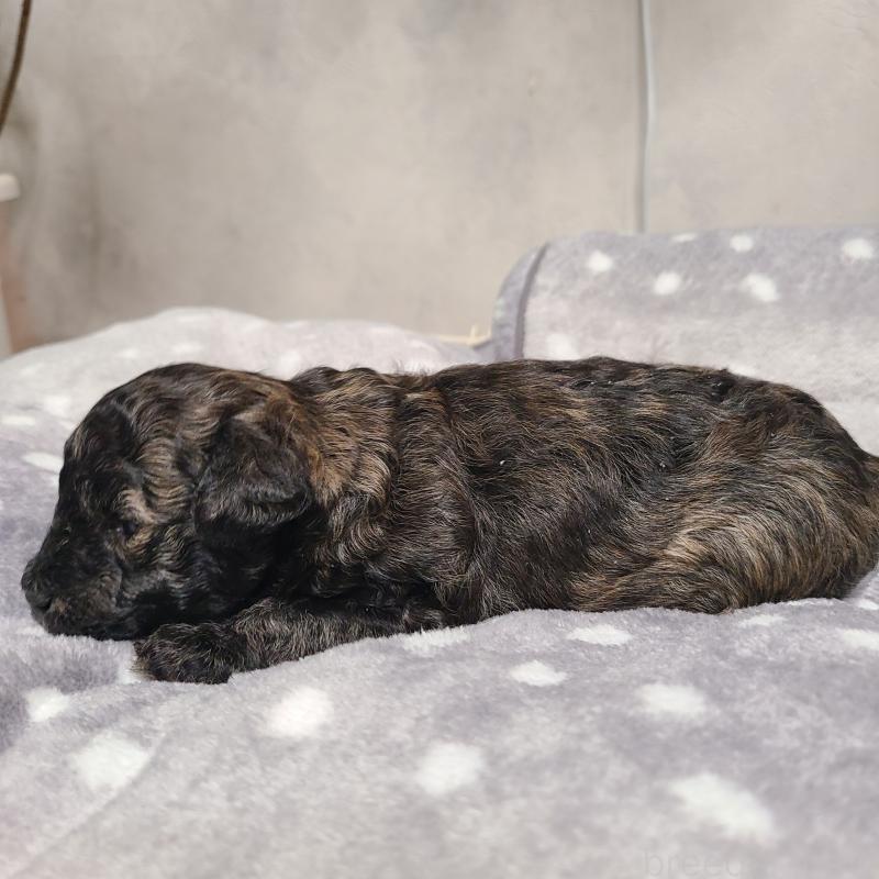 販売中の和歌山県のトイプードル-431325の9枚目