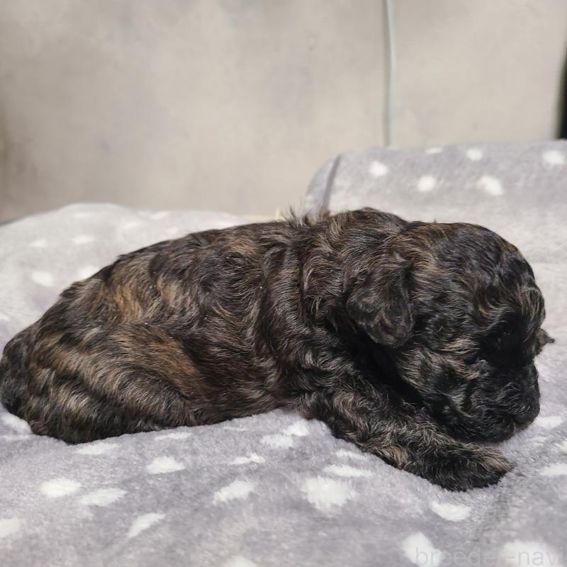 販売中の和歌山県のトイプードル-431325の8枚目